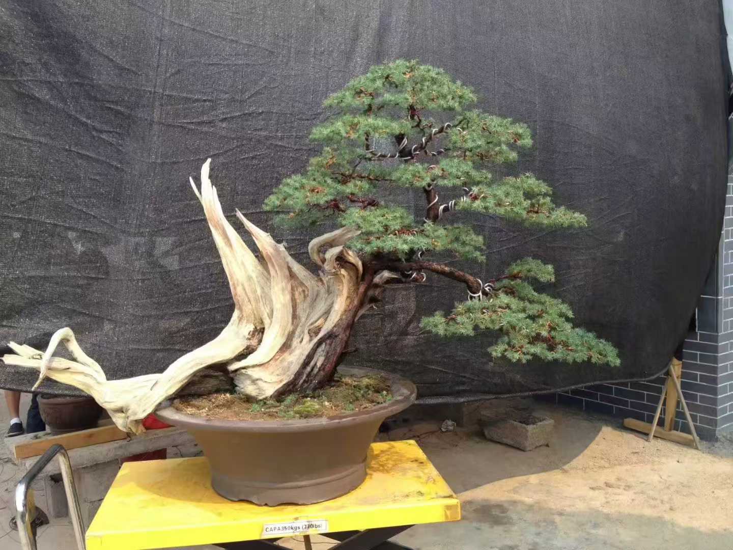 微信图片_2025-09-27_091302_121.jpg